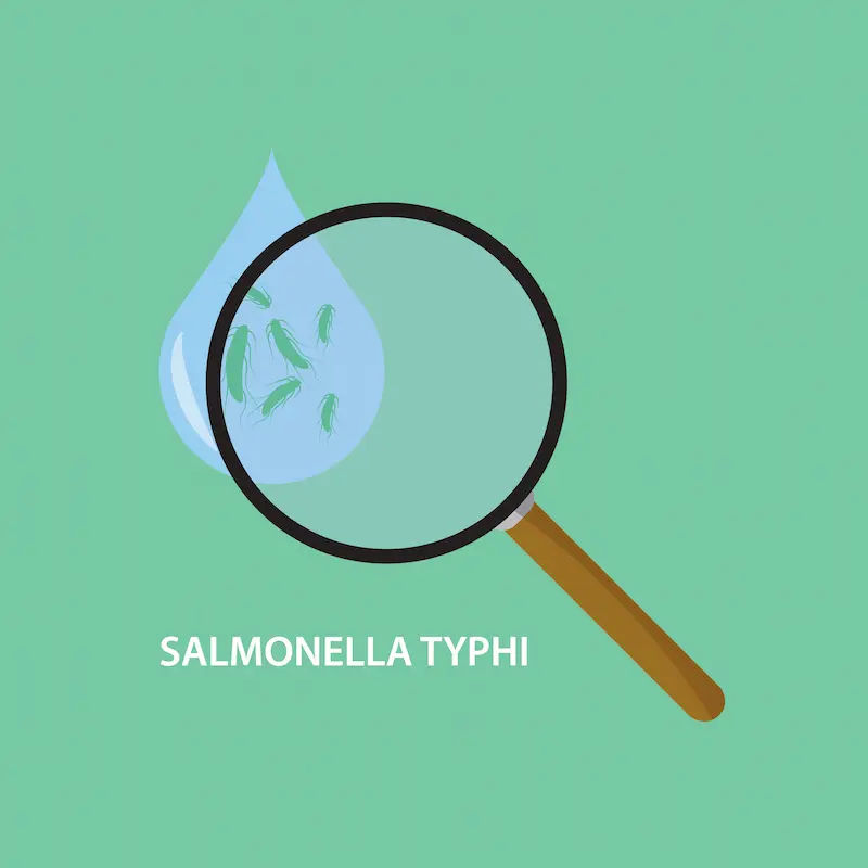 Understanding Salmonella Typhi and Typhoid Fever